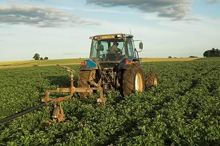 Potato Irrigation